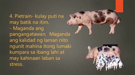 Agawan ng Baboy, yung mahuhuli ay aalagaan na nila..